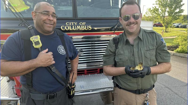 Firefighters, animal control rescue ducklings from Columbus drain
