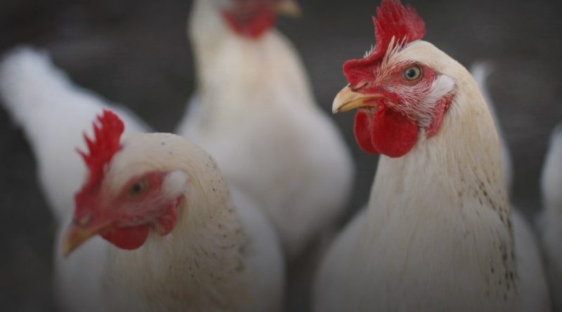 Local bird flu outbreak affects 2.8 million poultry in Jackson County